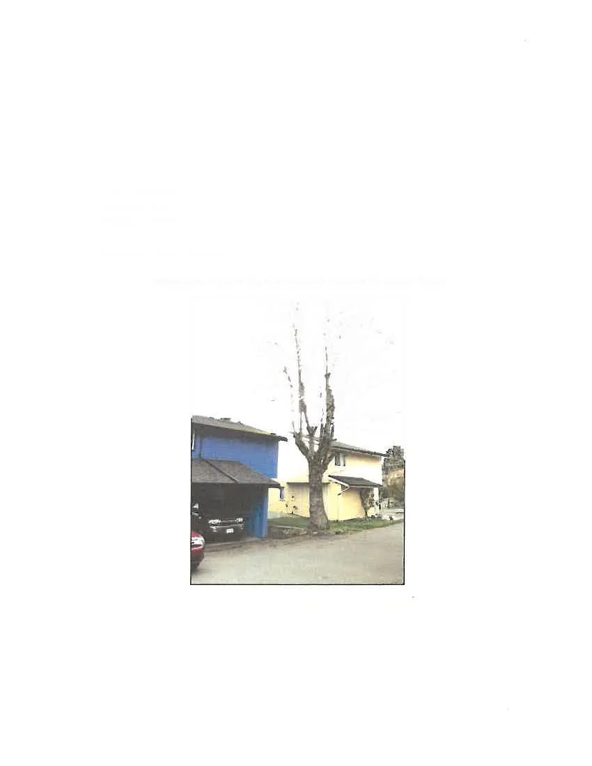 Photo of subject tree in relation to its surroundings