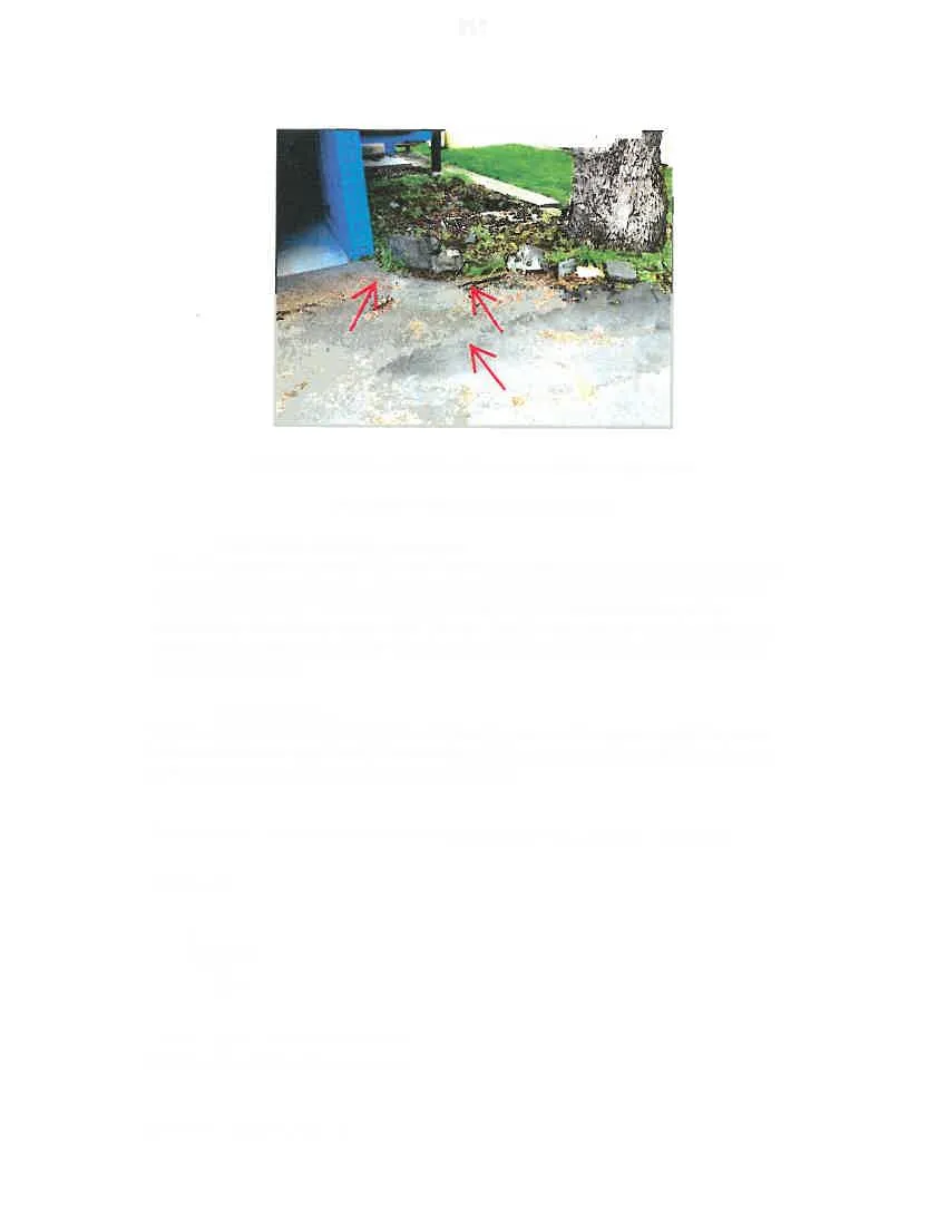 Pavement damage from radial root expansion indicated by red arrows
