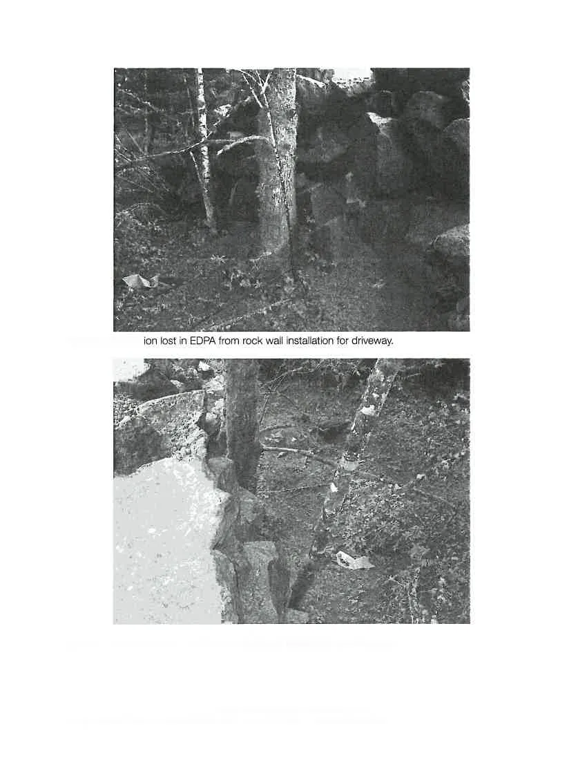 Figure 2. Photograph showing vegetation lost in EDPA from rock wall installation for driveway.