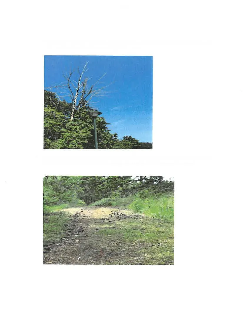 Photo of dead trees with trunks extending over the new sidewalk and street lamp