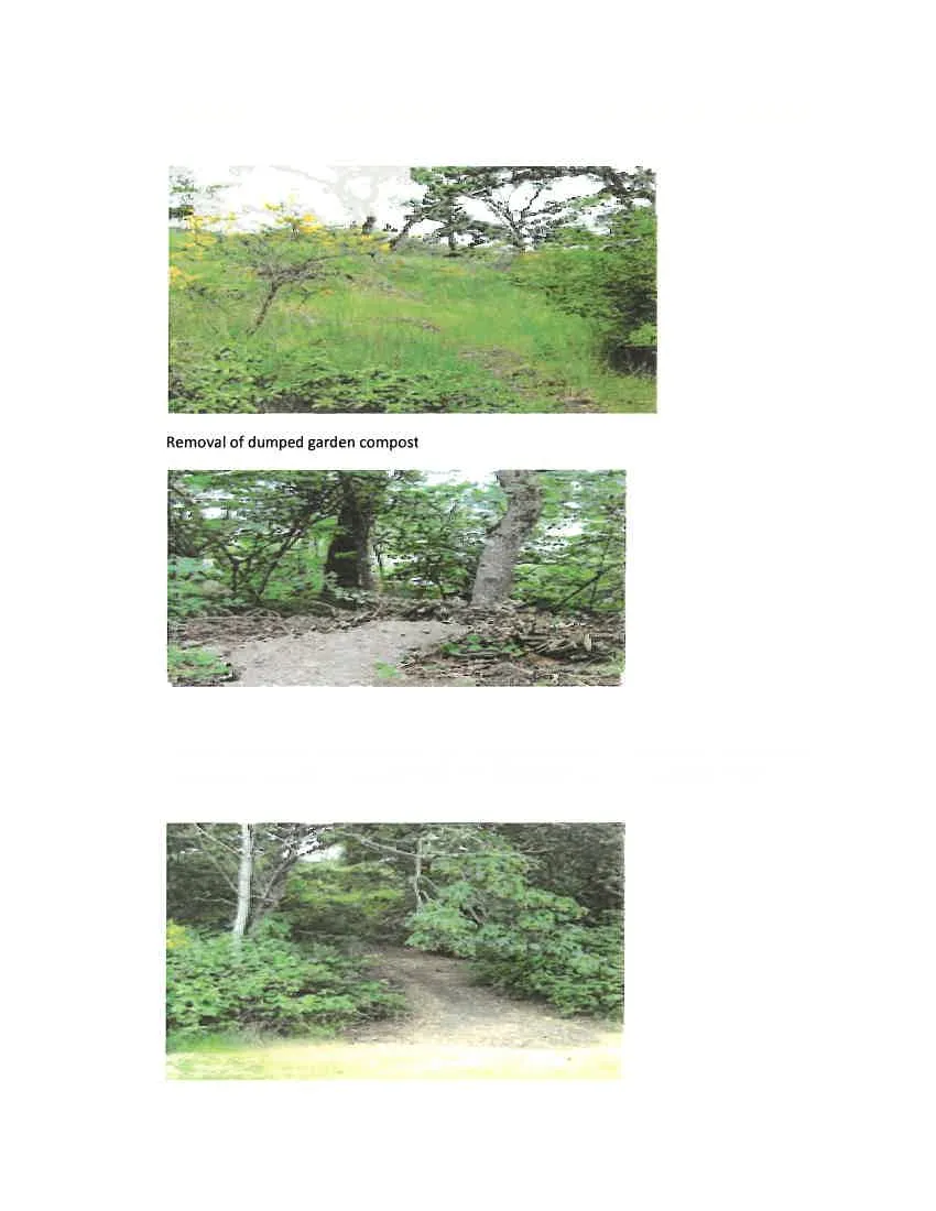 Photo showing a remaining portion of the old asphalt driveway