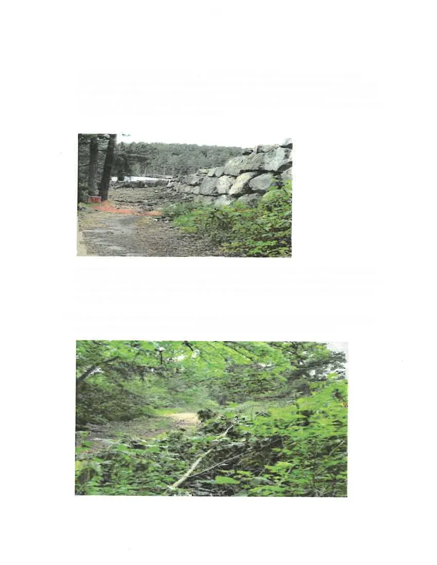 Photo of the Garry Oak meadow area with invasive plant growth