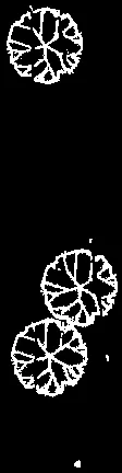 Detail of trees and foliage from landscape plan