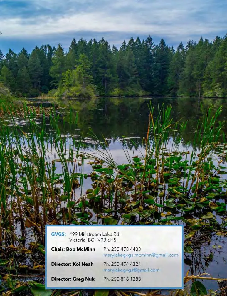 A view across Mary Lake with lily pads and reeds in the foreground