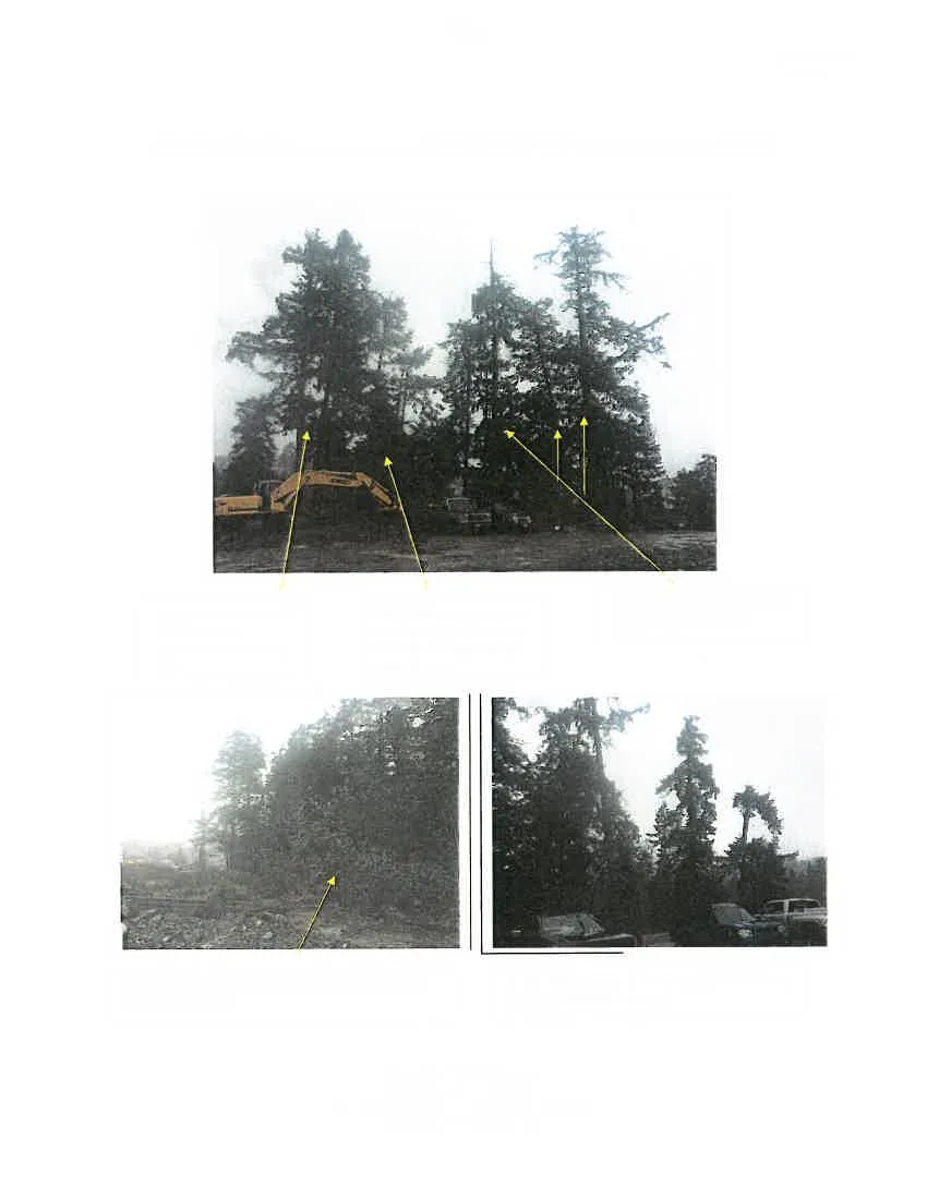 Site photographs of Phase 2 tree resource with annotations