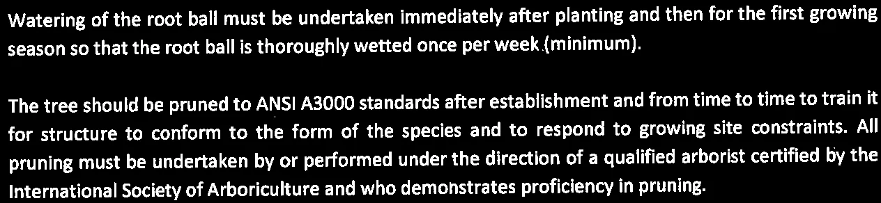 Requirements for watering and pruning of boulevard trees