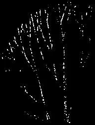 Street Tree Canopy Detail Section