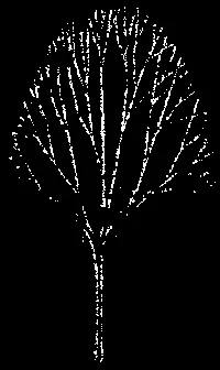 Street Tree Canopy Detail Section