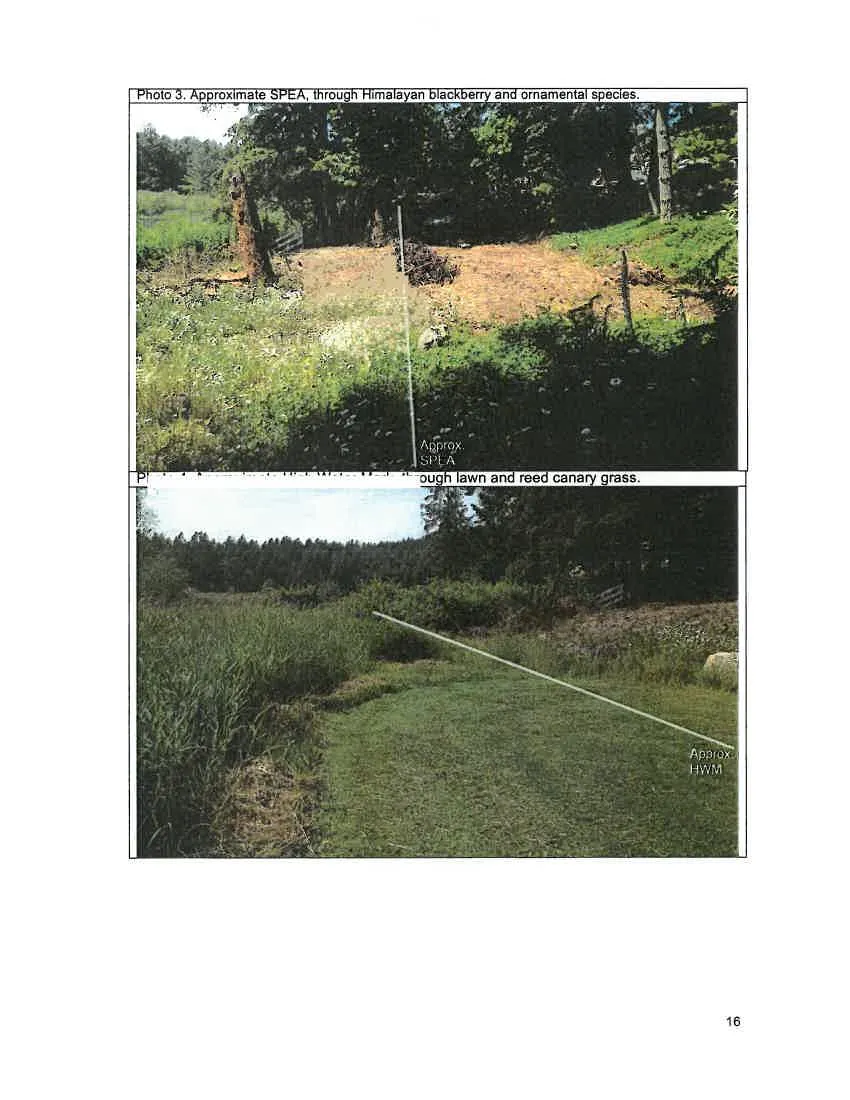 Photo 2. Invasive species in lowland zone, lawn, reed canary grass, sweet briar and Himalayan blackberry.