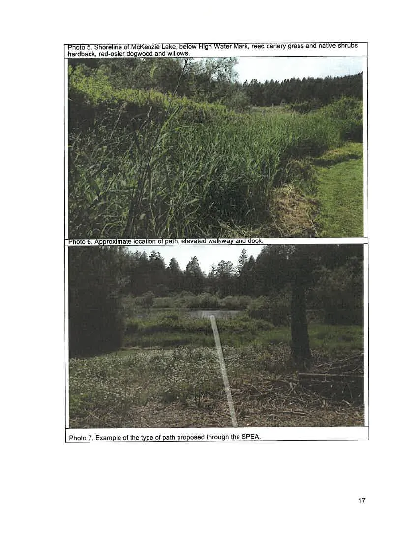 Photo 3. Approximate SPEA, through Himalayan blackberry and ornamental species.