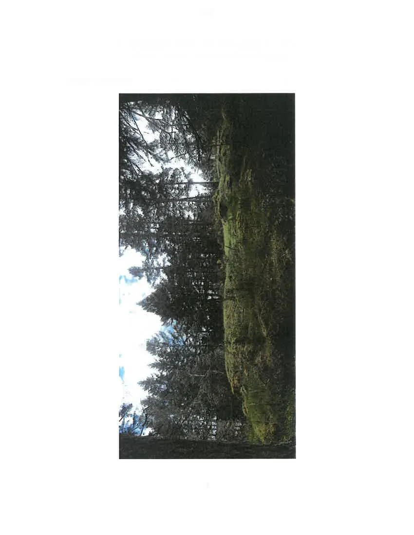 Photograph looking up a mossy, rocky slope under a canopy of Douglas fir trees