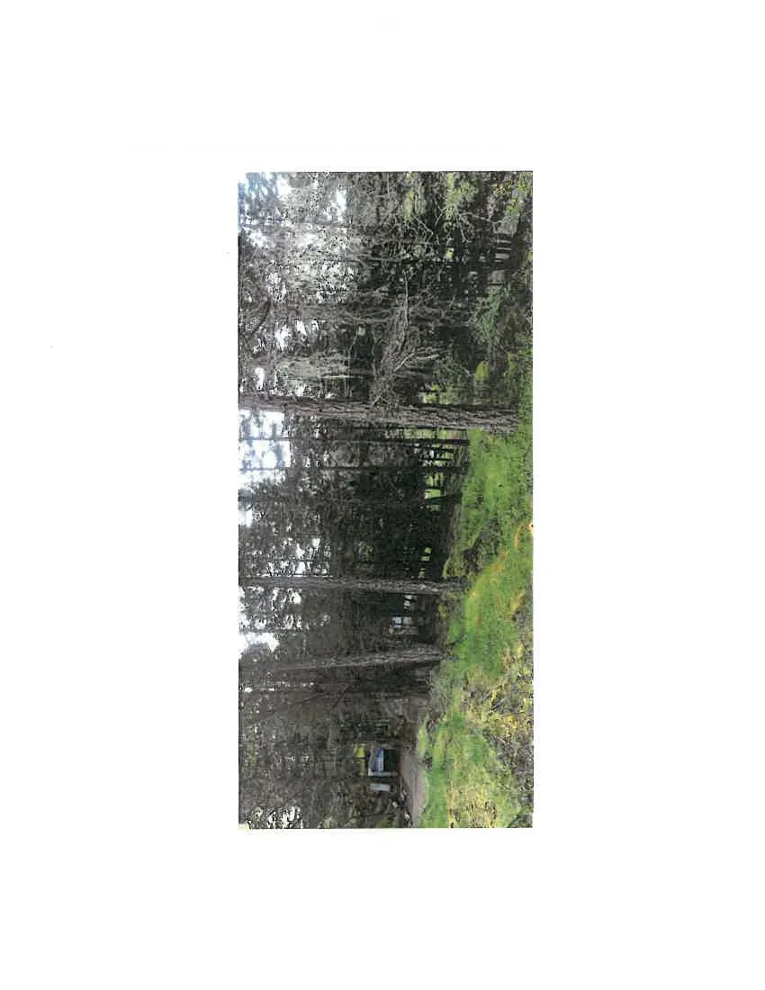 Photograph showing a dense stand of tall, mature Douglas fir trees in the mid-slope area