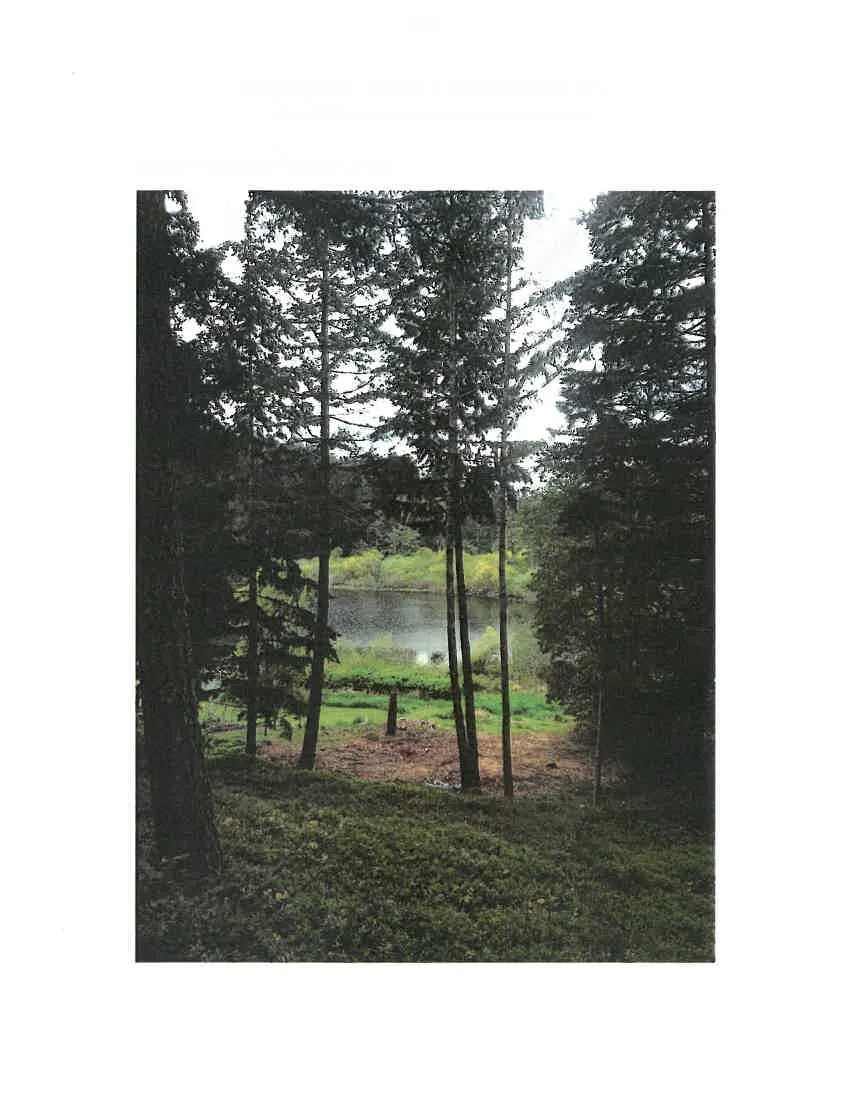 Photograph looking towards McKenzie Lake through a screen of trees, showing the riparian area