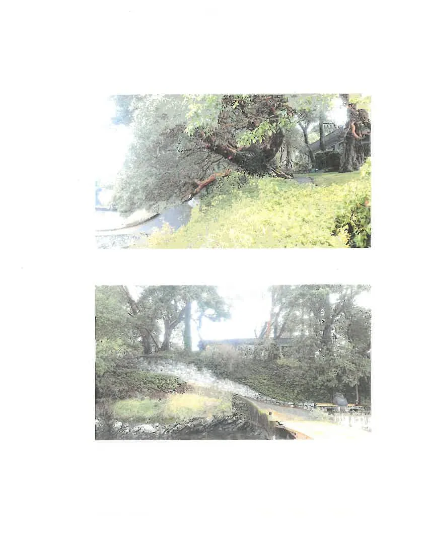 Photo 2. Looking southeast at the property. This area is recommended as an access point and for storage of building materials during construction. The trees are to remain protected and unaltered during construction.